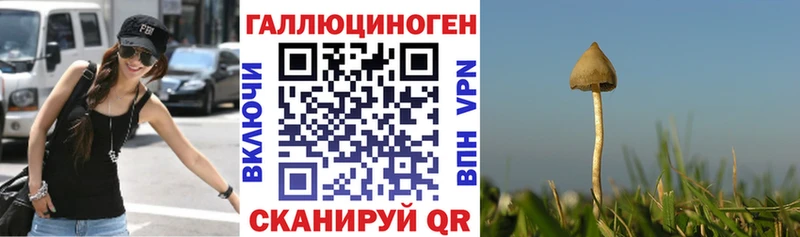 Купить  Струнино  Псилоцибиновые грибы Psilocybe 